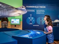 Australian Museum blockbuster Sharks exhibition September 2022