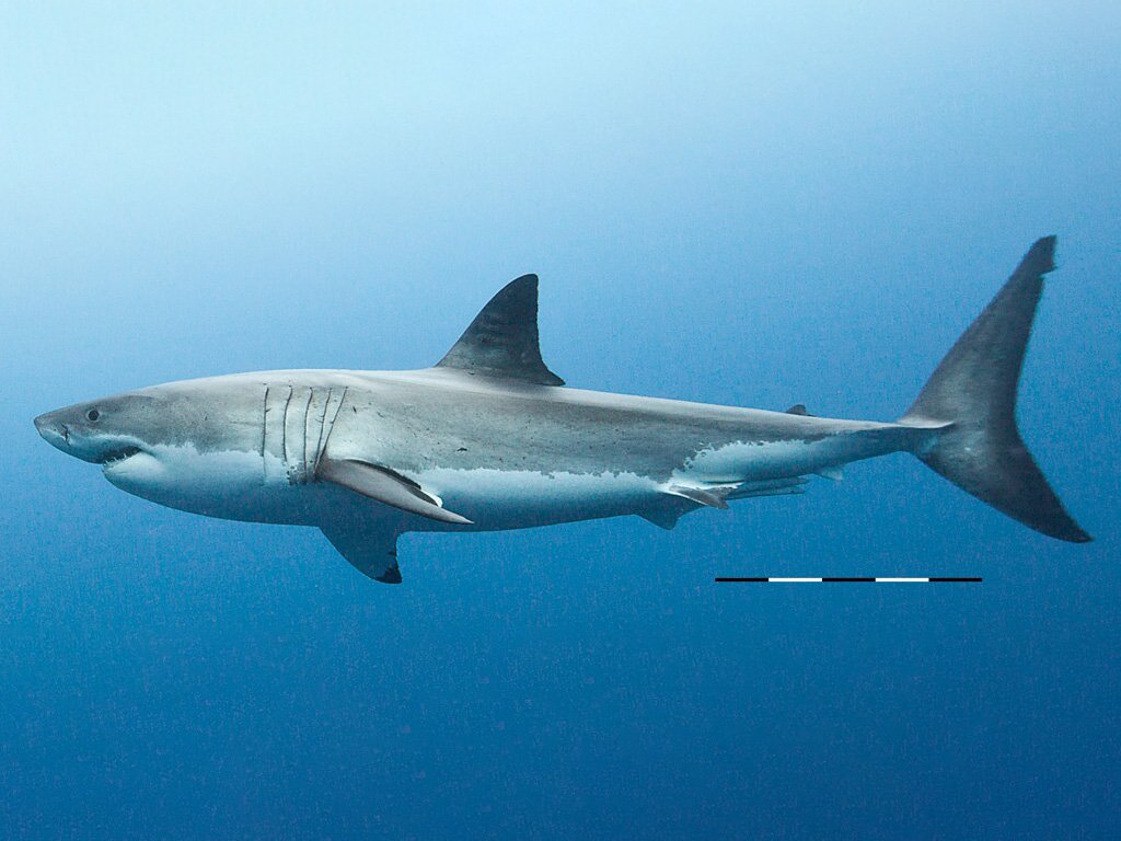 Render of the Megalodon