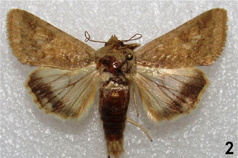 Specimen 2