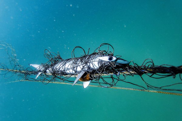 Hammerhead shark caught in anti shark net