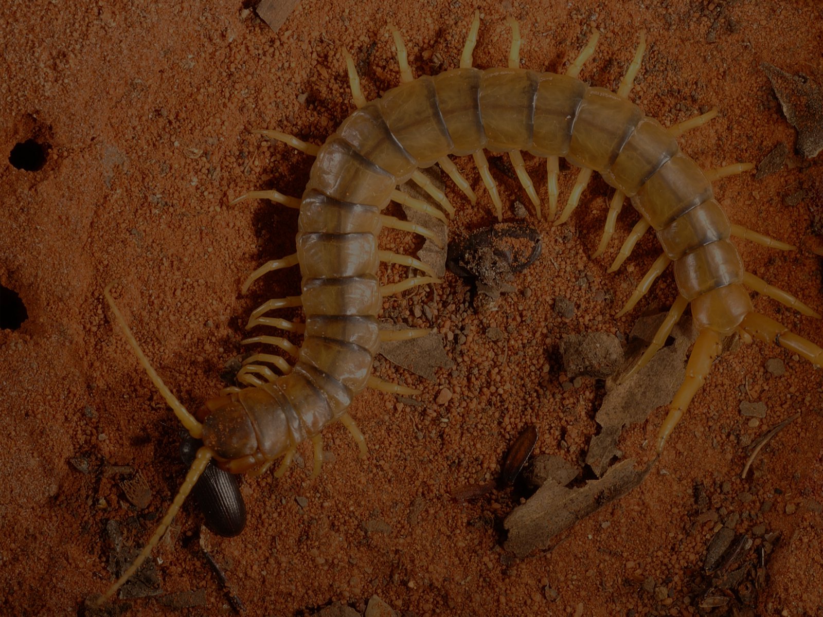 Centipede
