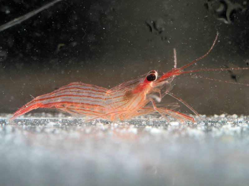 Peppermint cleaner shrimp Lysmata vittata