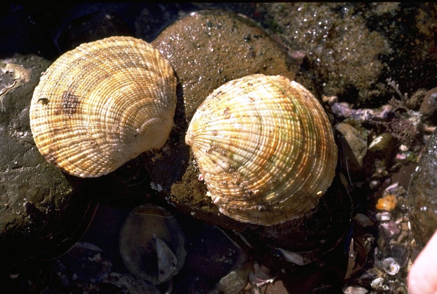 Anadara trapezia