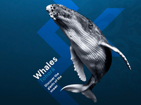 Whales | Tohorā promotional banner