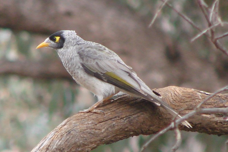 Noisy Miner The Australian Museum