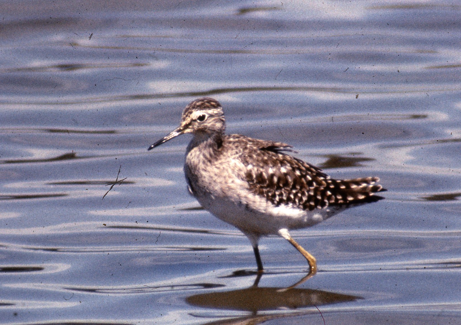 AMS405/150 Wood Sandpiper