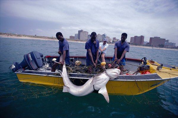 Tiger Shark caught in an anti shark net.