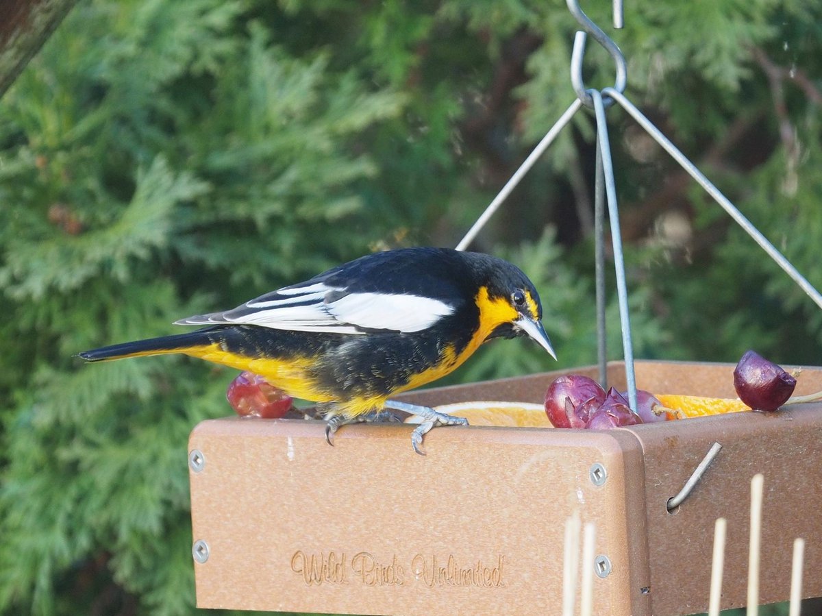 A_bird_in_the_bush_is_worth_22