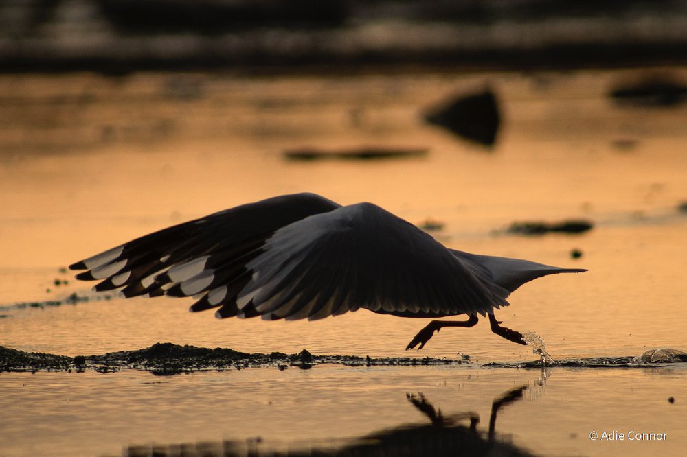 Long Reef Landing by Adie Connor, New South Wales