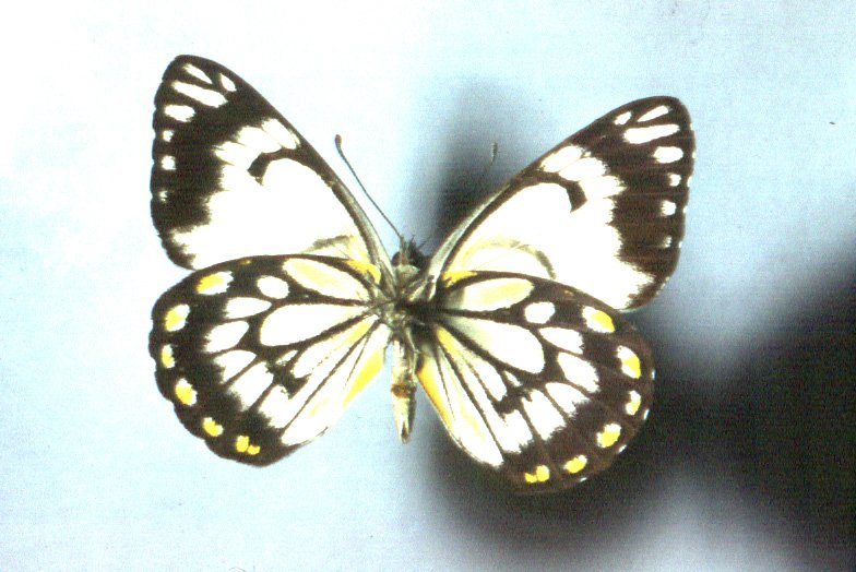 Adult Caper White