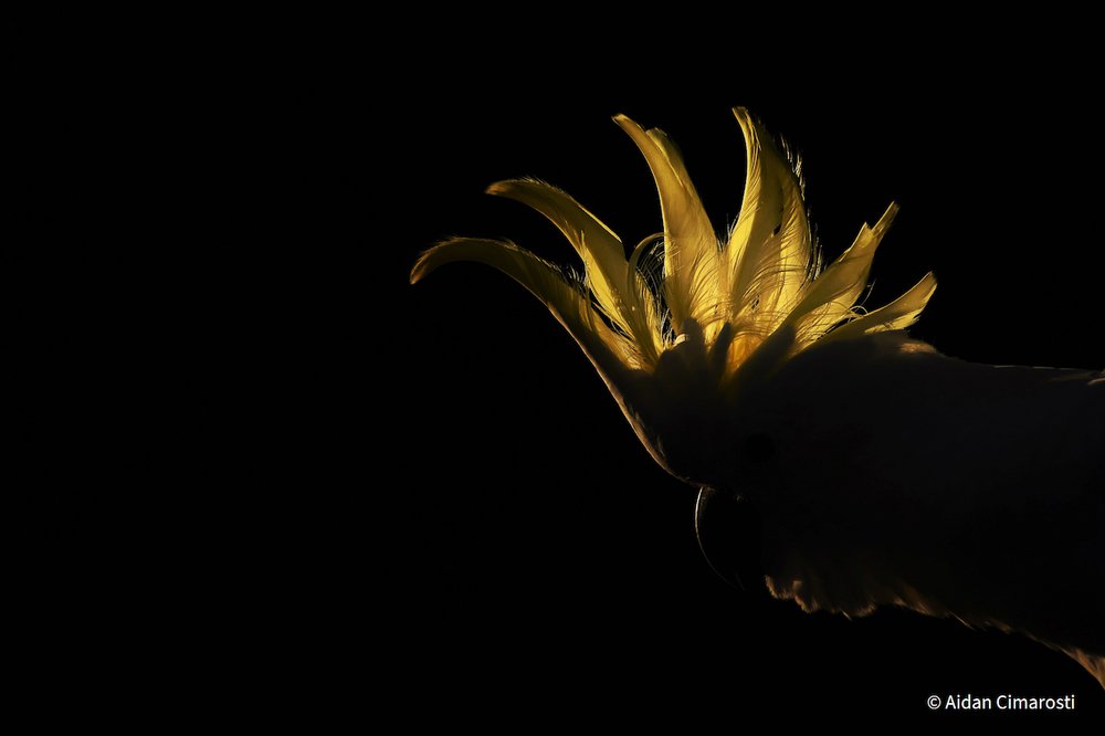 Cockatoo by Aidan Cimarosti, New South Wales