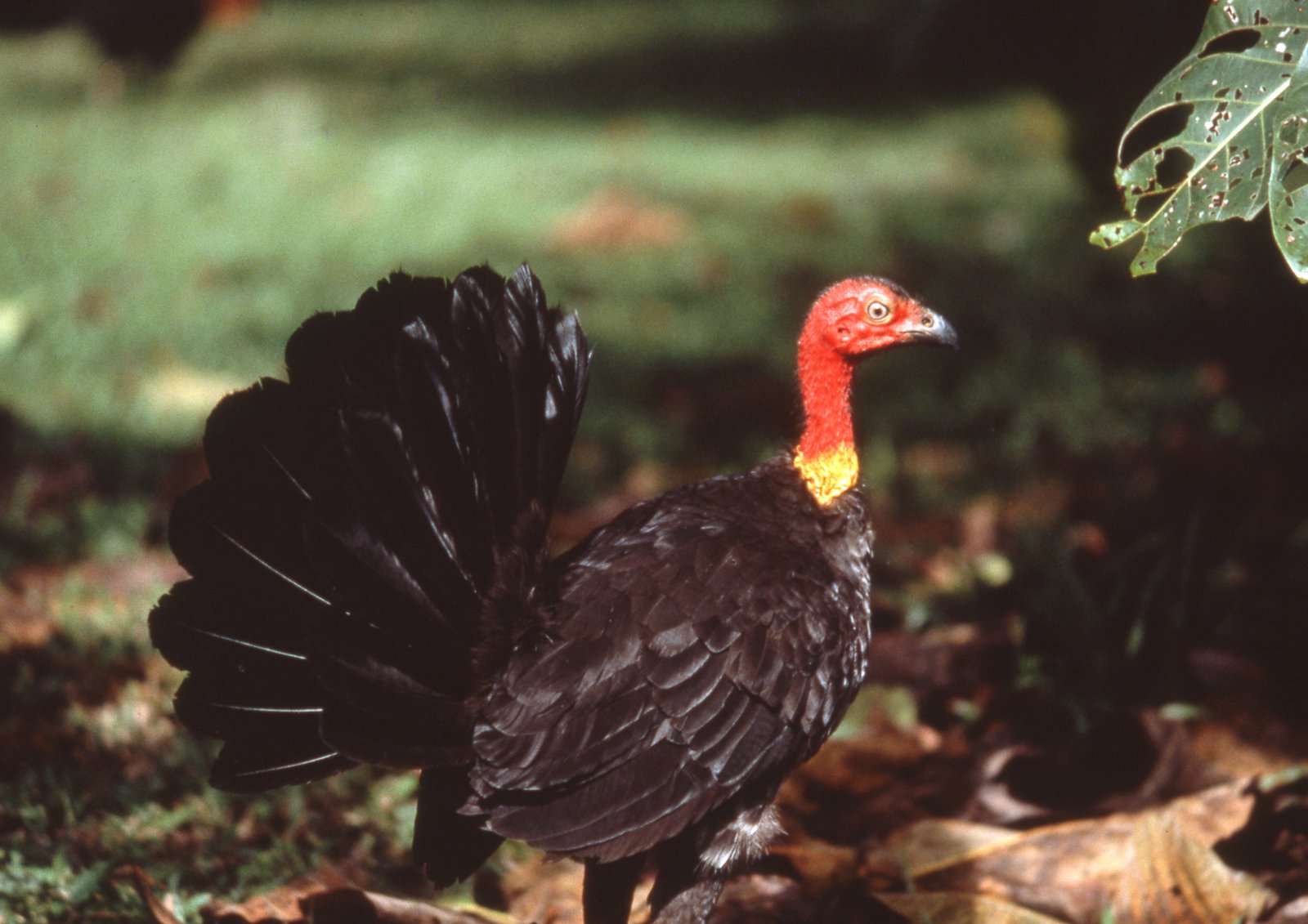 Bestemt forpligtelse udtale Australian Brush-turkey - The Australian Museum