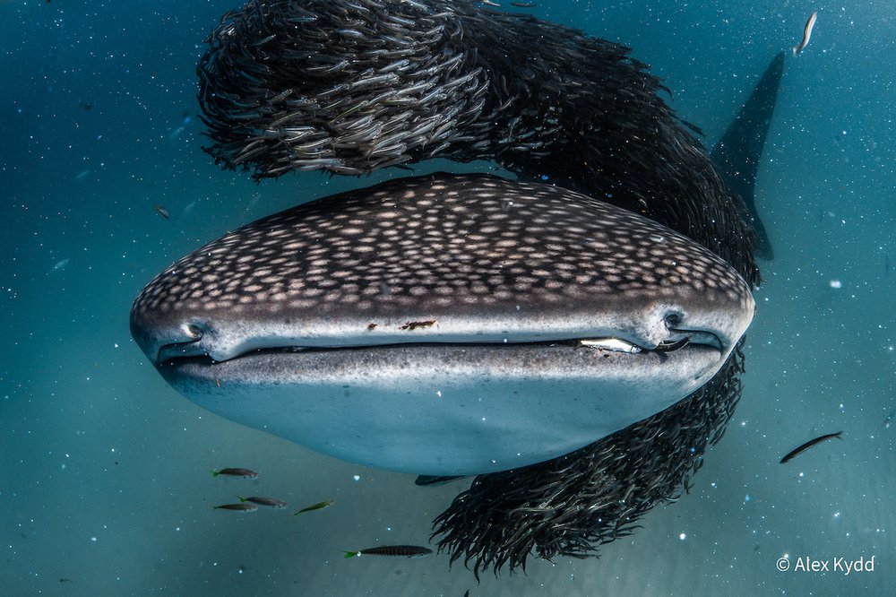 Whale Shark Feast by Alex Kydd, Western Australia