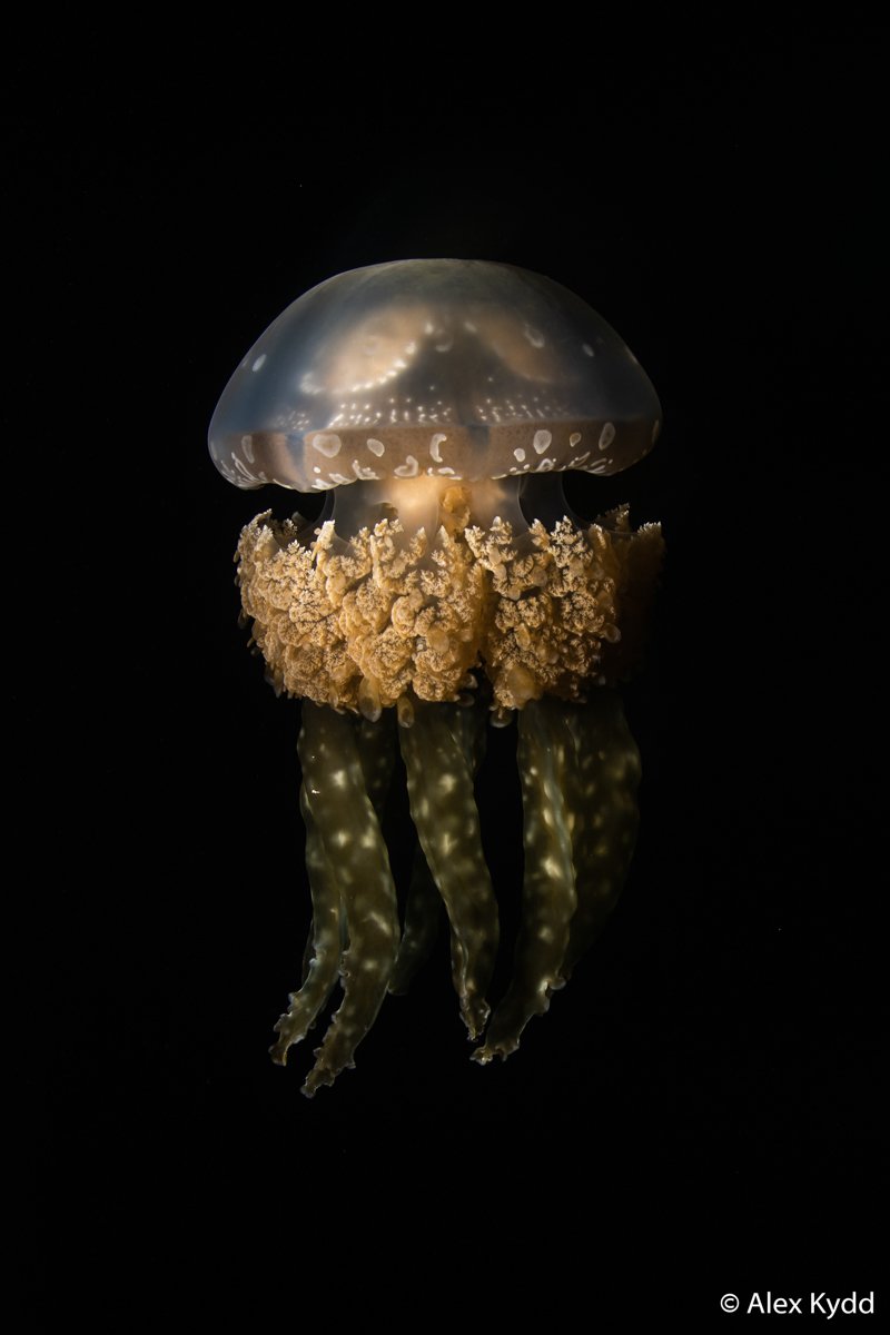 Papuan jellyfish, Mastigias papua