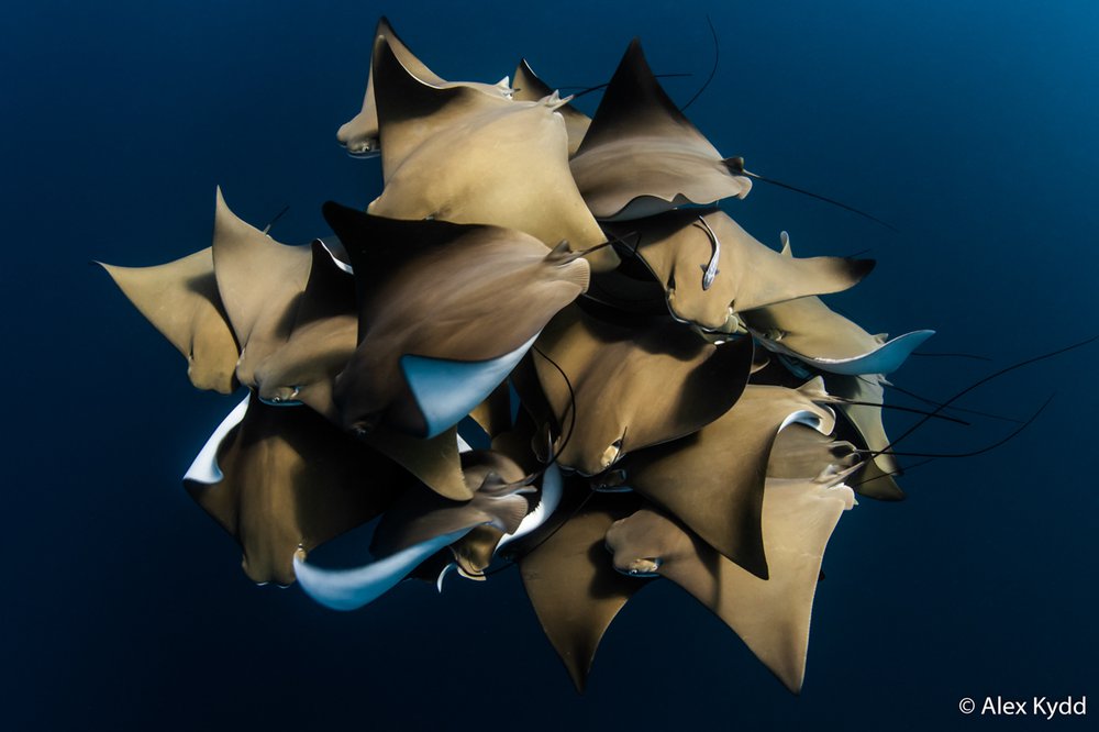 Cownose rays, Rhinoptera sp.
