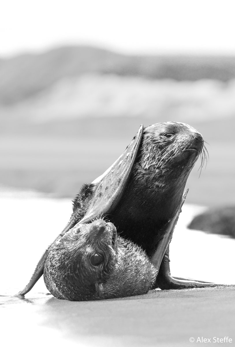 New Zealand fur seal, Arctocephalus forsteri