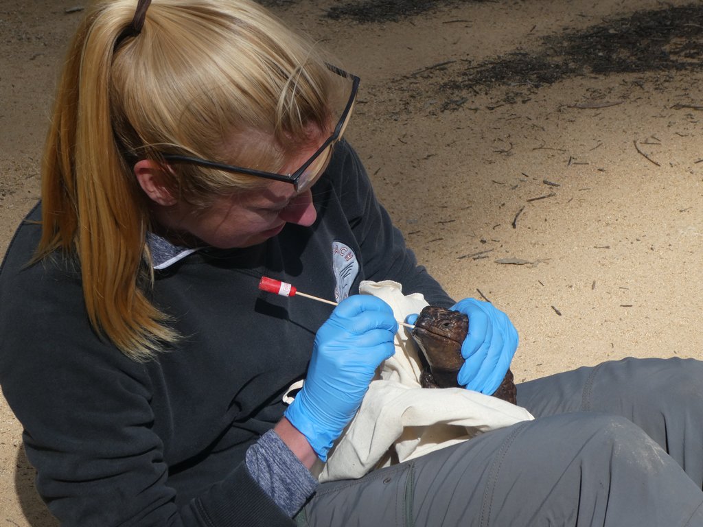 PhD candidate Amber Brown taking genetic samples, including buccal swabs