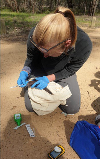 PhD candidate Amber Brown taking genetic samples, including blood samples from the ventral tail vein.