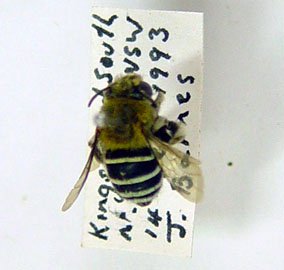 Amegilla sp