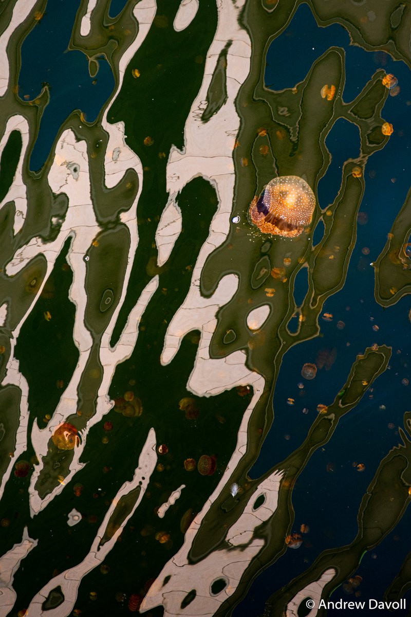 Brown jellyfish, Phyllorhiza punctataseen