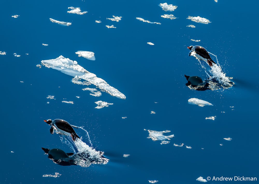 Gentoo penguins, Pygoscelis papua