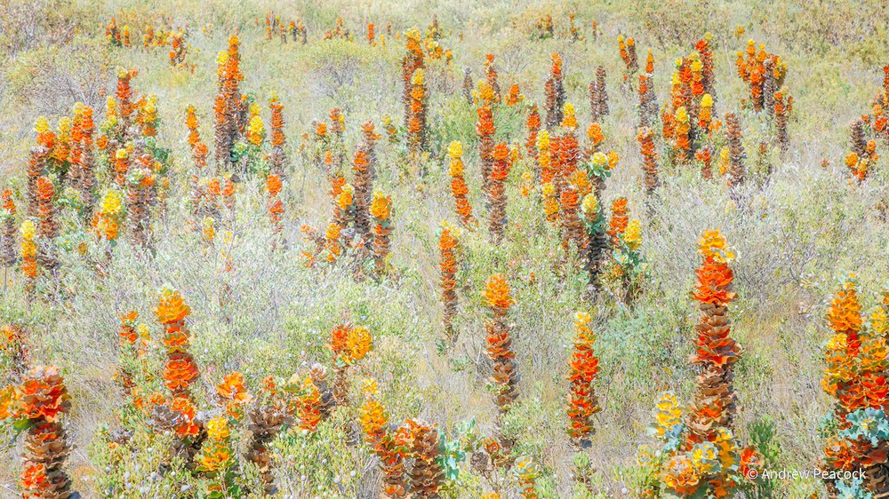 Royal Hakea by Andrew Peacock, Queensland
