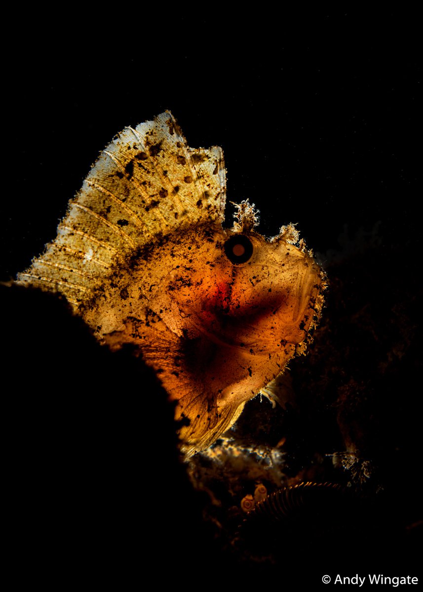 Leaf scorpionfish, Taenianotus triacanthus