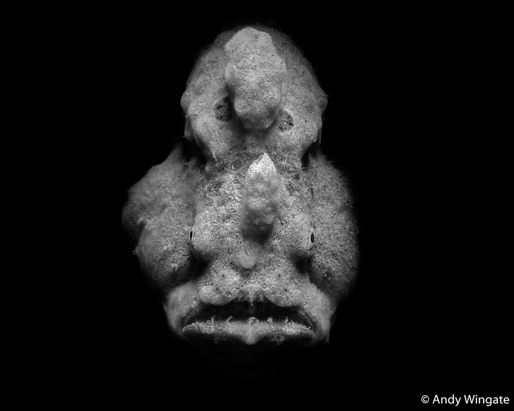 Grey anglerfish