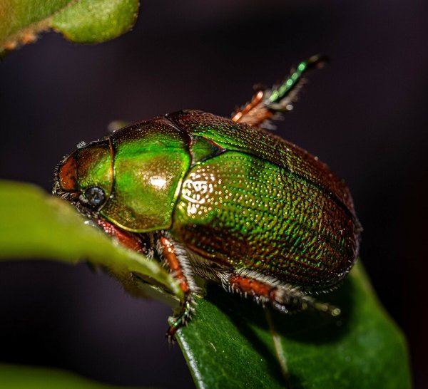 Christmas Beetles The Australian Museum