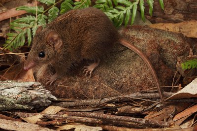 Brown Antechinus - The Australian Museum