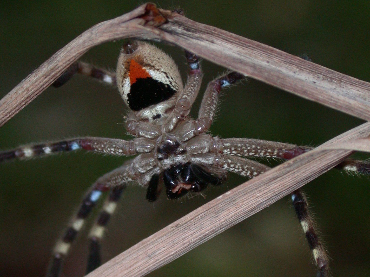 huntsman spider size