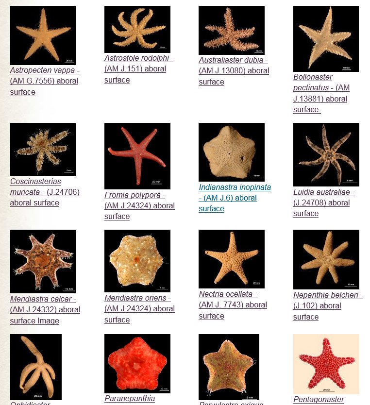 Starfish Identification Guide Different Types Of Starfish DPLO
