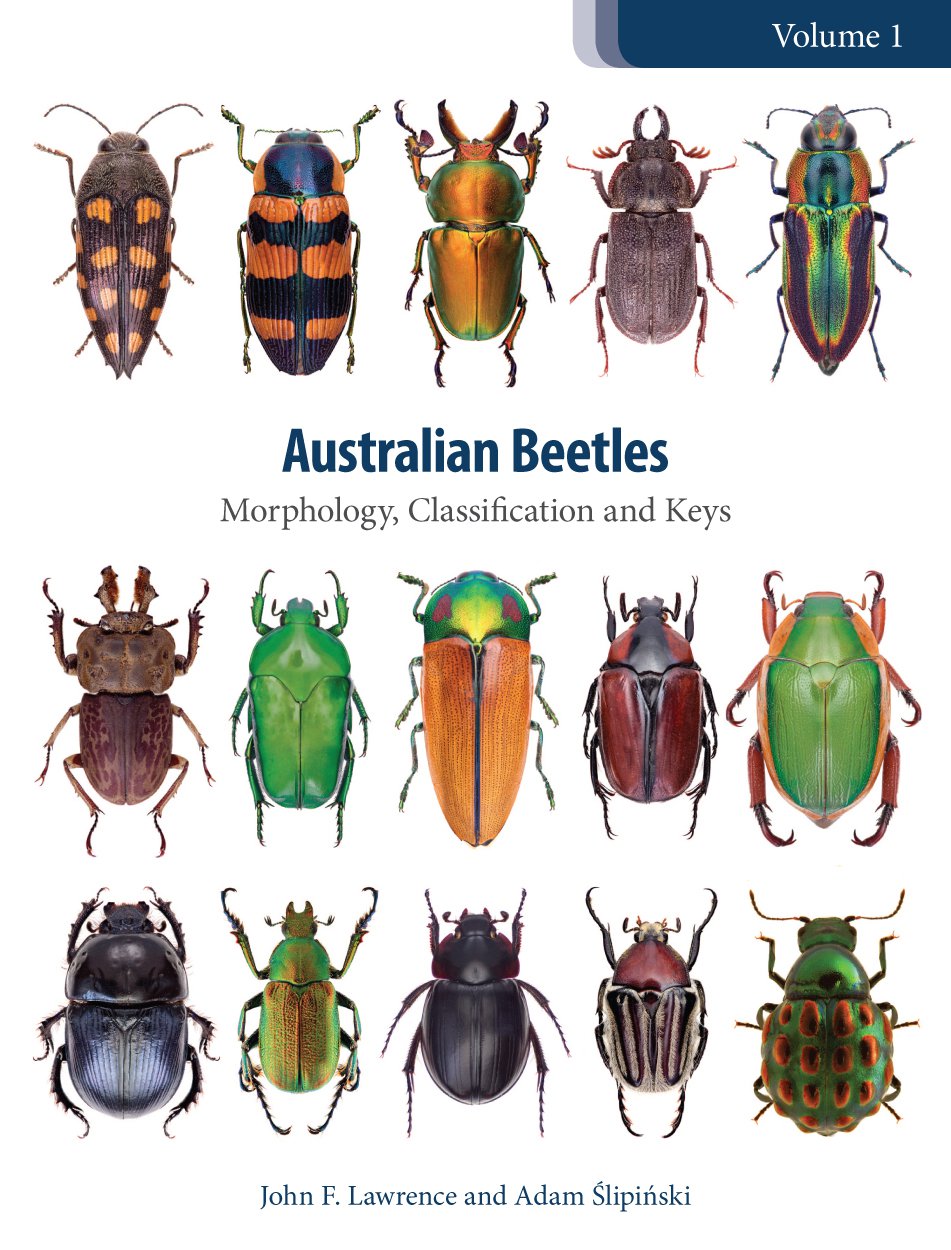 Identify Beetles Grapevine Beetle