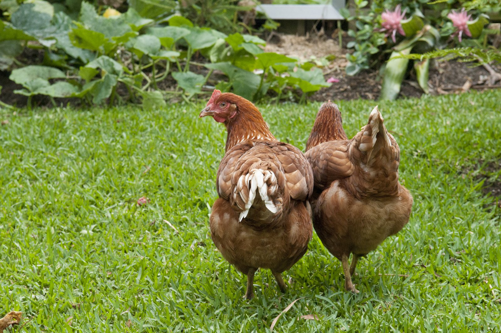 Backyard chickens