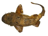 Banded Carpet Shark, Orectolobus halei