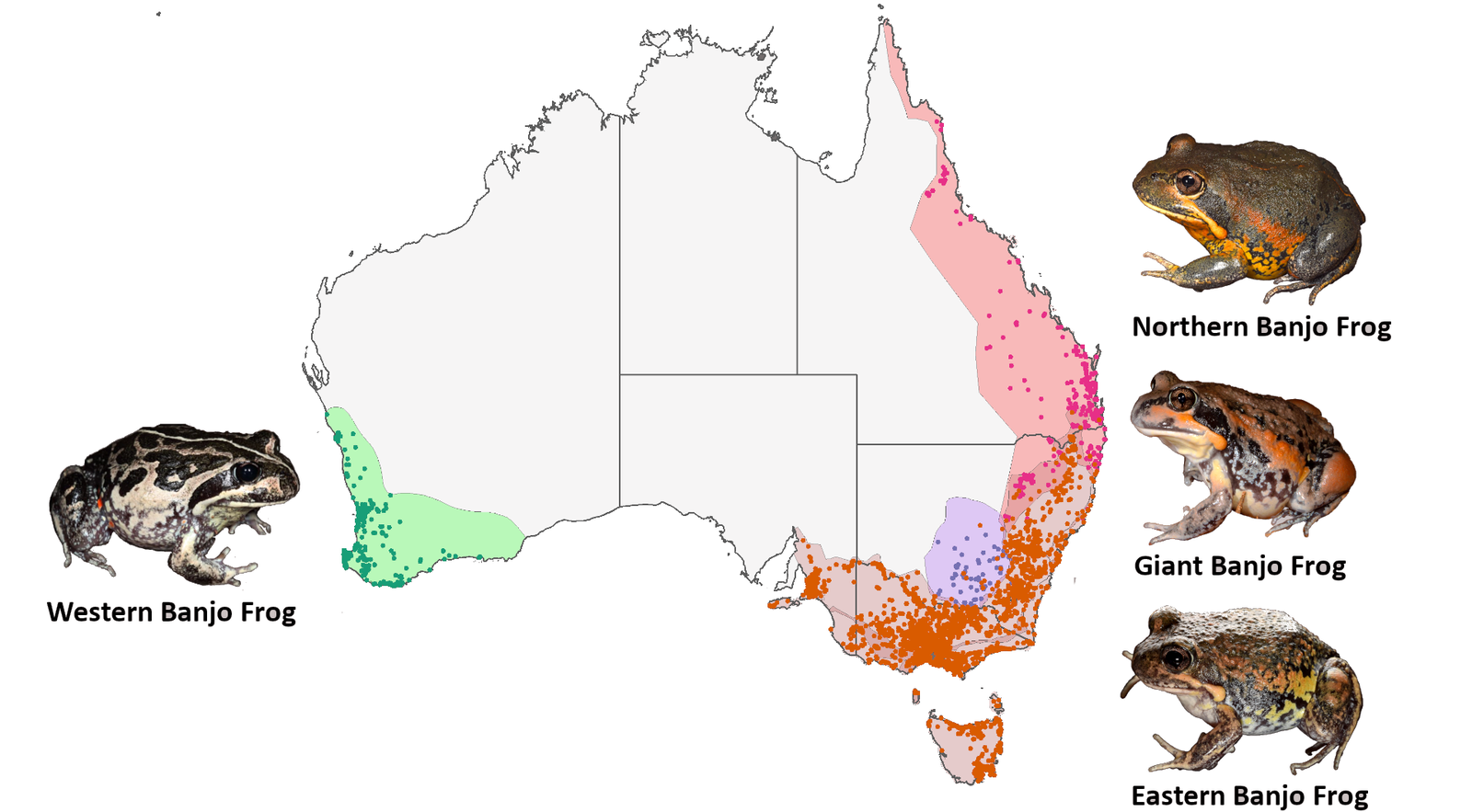 Banjo frogs are widely distributed throughout Australia. Coloured dots represent current FrogID submissions of banjo frogs.