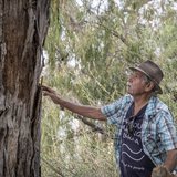 Uncle Badger Bates is interviewed on the shore of Emu Lake among Red Gums, a part of the Menindee Lake system.