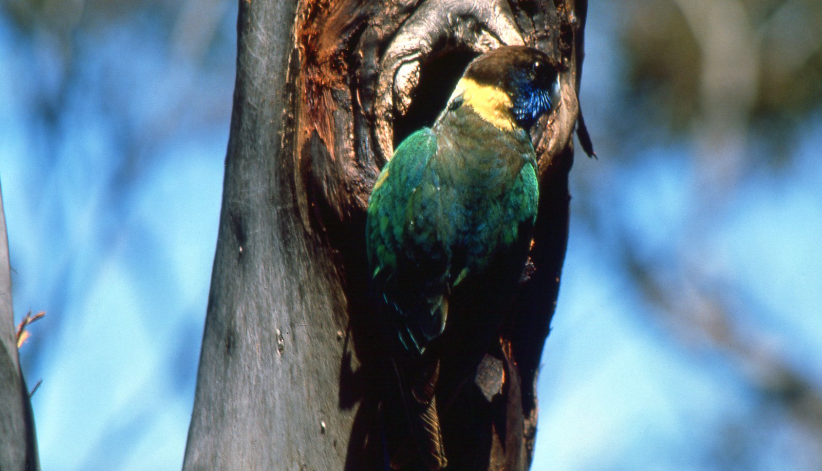 Barnardius zonarius zonarius