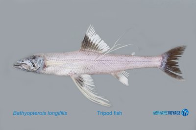 Longray Spiderfish, Bathypterois longifilis (Günther, 1878) - The ...