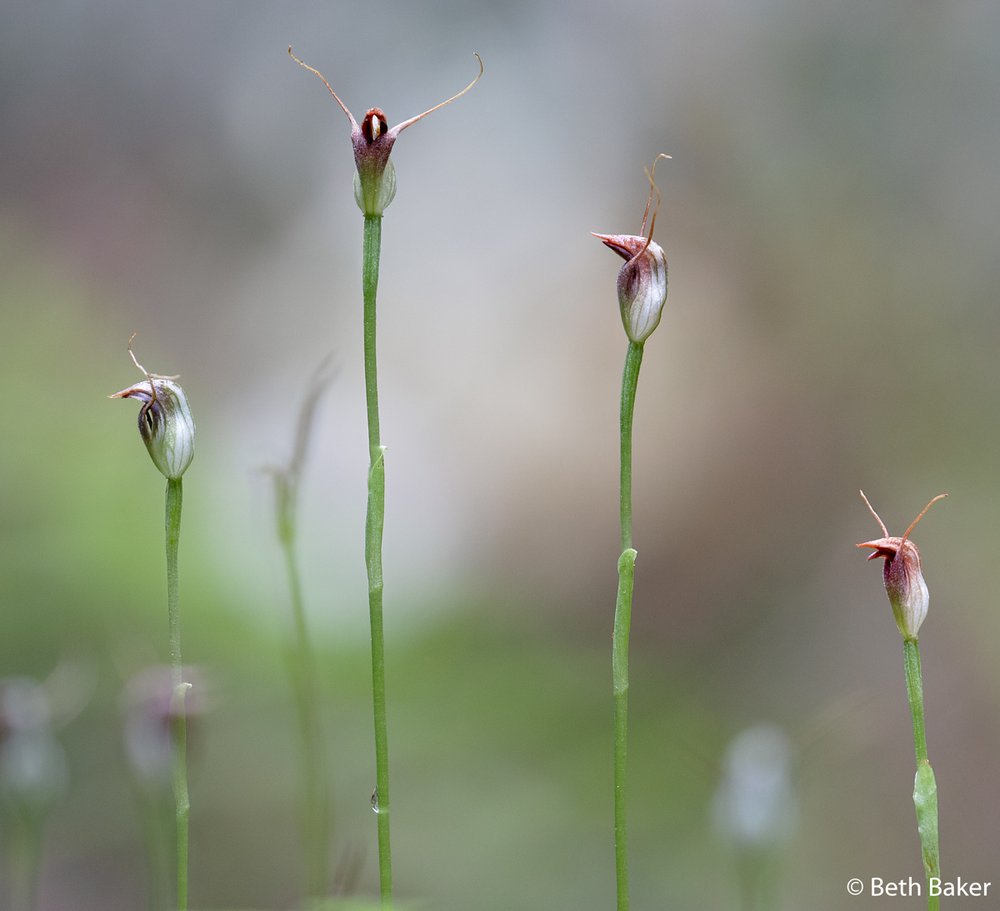 Maroonhood orchid, Pterostylis pedunculata