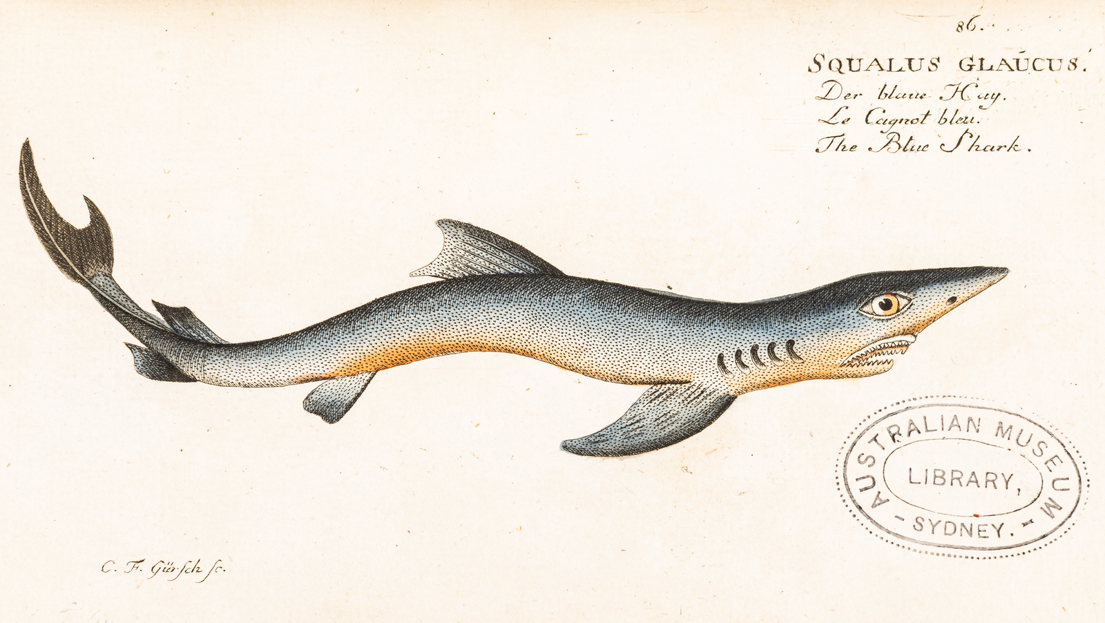 Bloch Fish Illustration