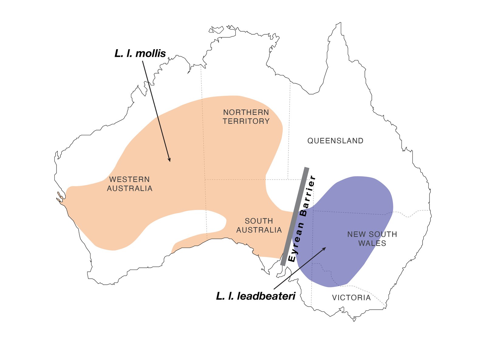 The distribution of the two pink cockatoo subspecies. This Figure is adapted from Figure 1A in the associated paper (i.e. Ewart et al., 2021) using Adobe Illustrator.