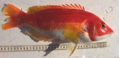 Yellowfin Pigfish, Bodianus flavipinnis (Gomon, 2001) - The Australian ...
