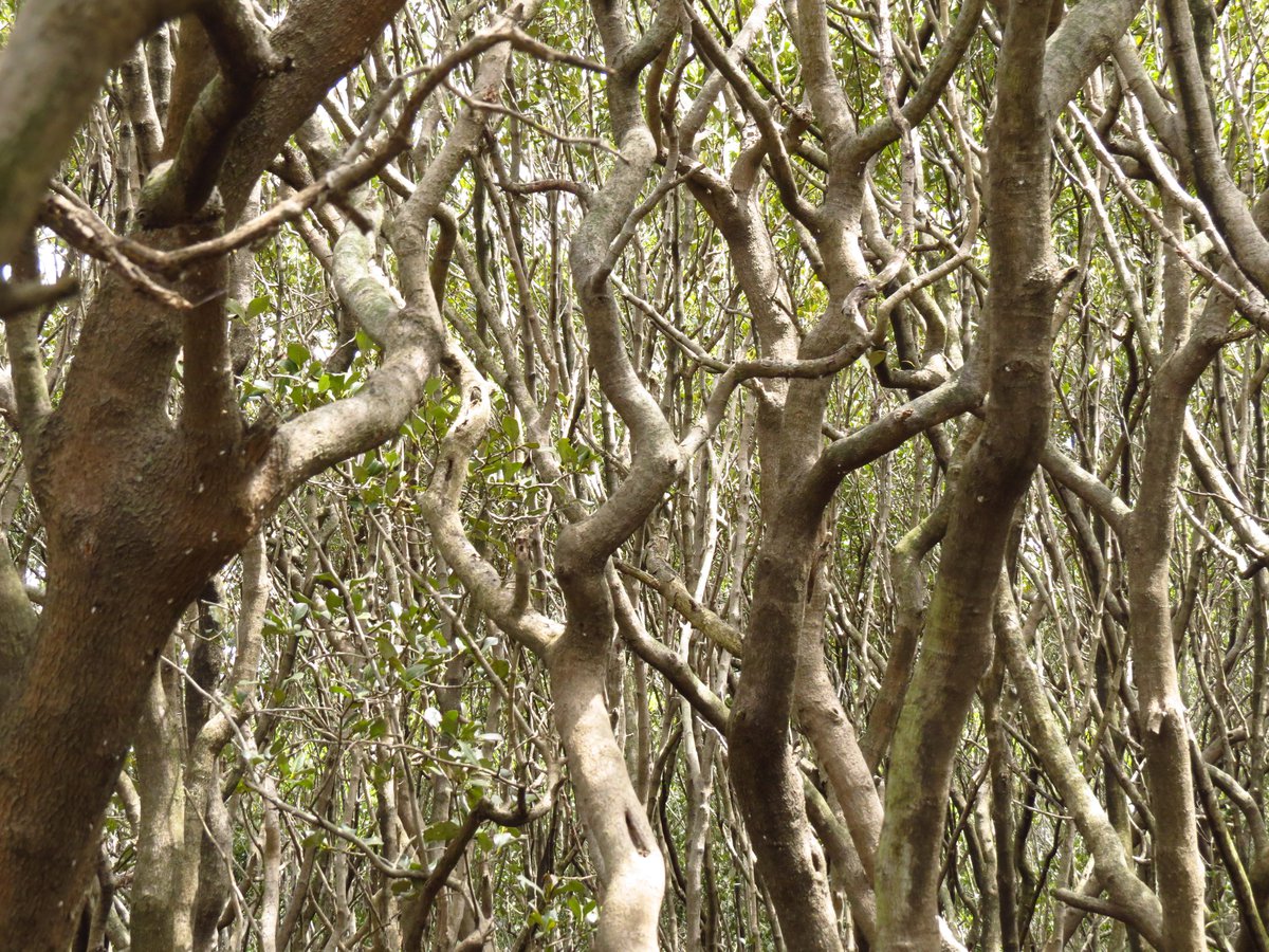 Mangrove Boomerangs The Australian Museum