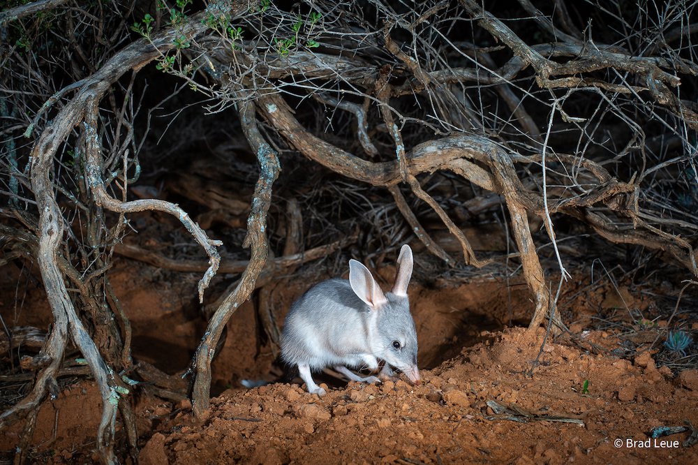 Burrow Maintenance by Brad Leue, South Australia
