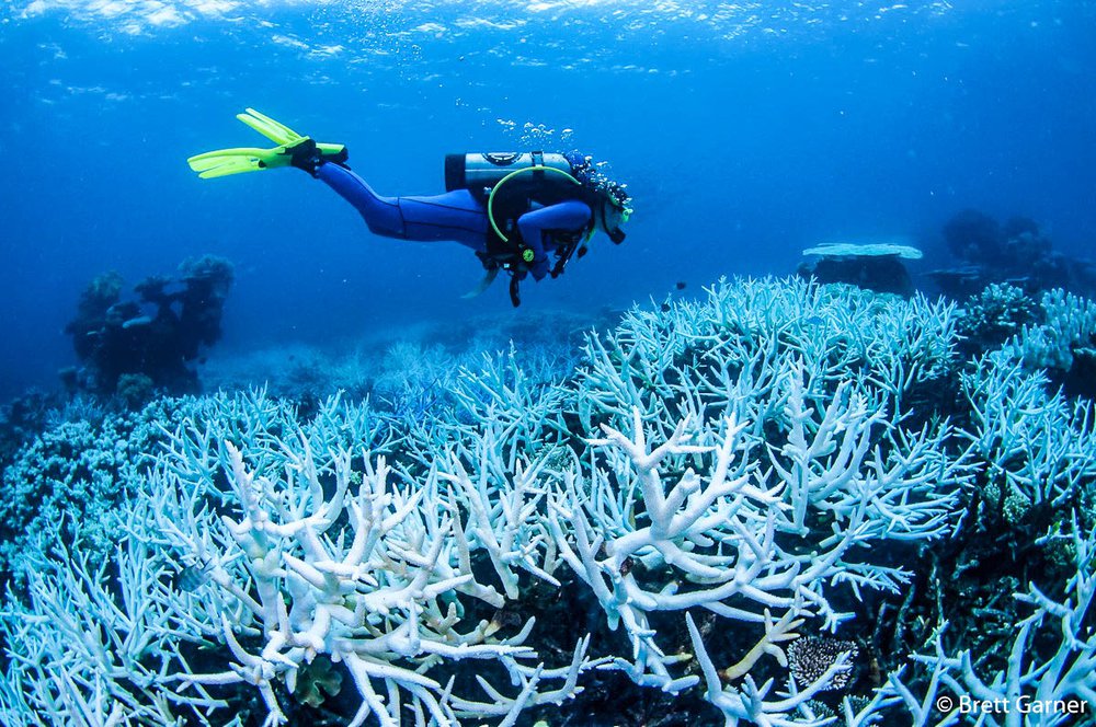 Coral bleaching on the Great Barrier Reef