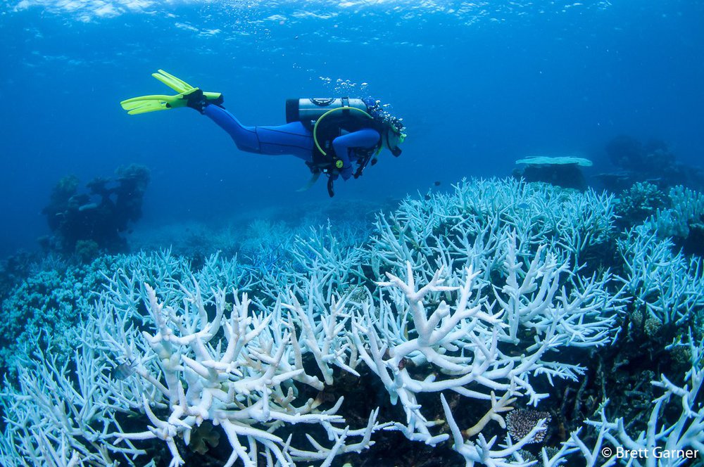 Coral bleaching on the Great Barrier Reef