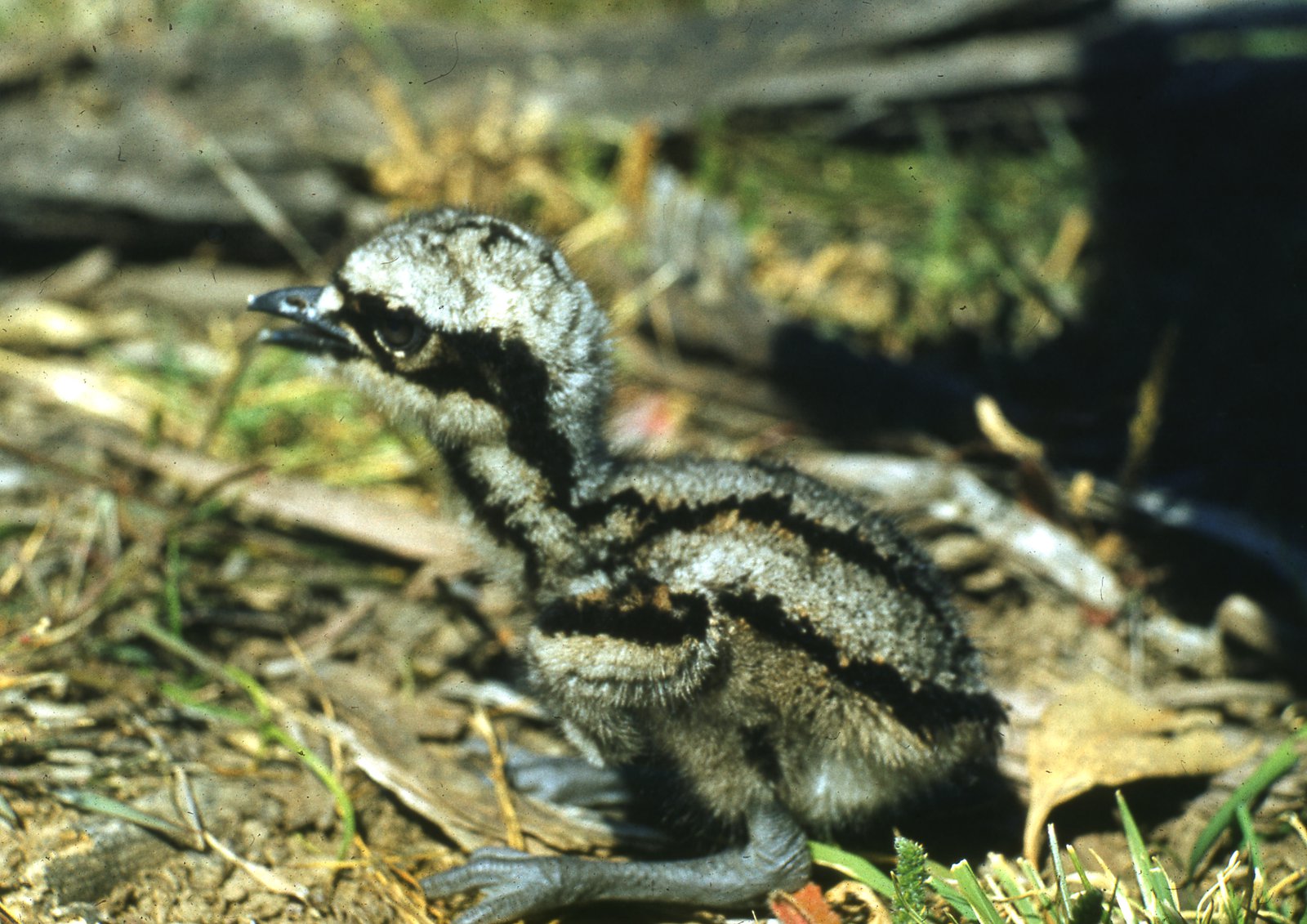 Bush Stone Curlew