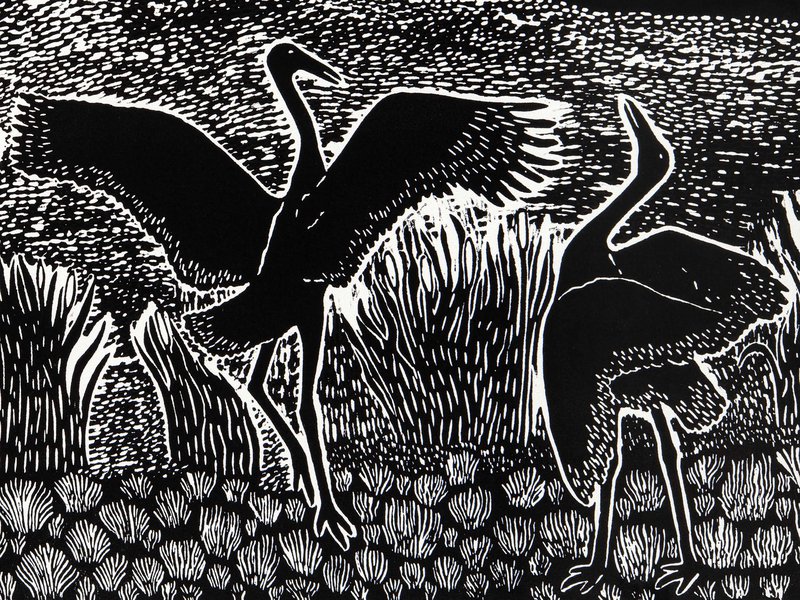 Print, 'Brolgas Dancing at Peery Lake', paper, Badger Bates, 2008, New South Wales, Australia
