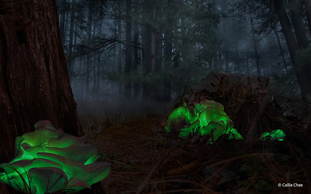 Ghost Mushrooms by Callie Chee, New South Wales